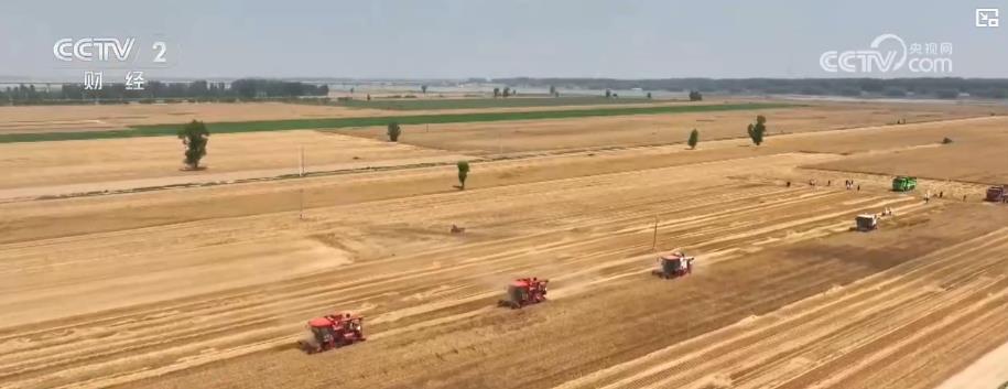 全国夏粮实现稳产丰收 为全年粮食生产奠定基础