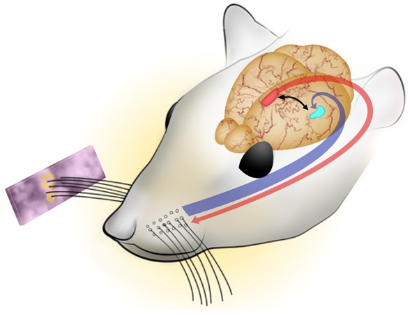 老鼠的胡须不仅能“摸”,还能用来“听”? 老鼠的胡须不仅能“摸”,还能用来“听”?