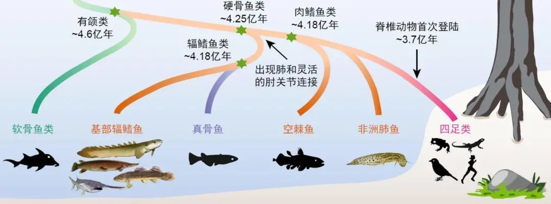 展项拾趣 | 世界上第一条鱼，竟然只有拇指那么大？