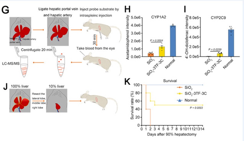 再生黑科技！脾脏居然能“再造”肝胰，未来或成器官再生工厂！