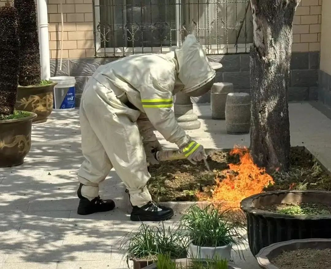 头皮发麻！院里来了个“霸道邻居”，居民都不敢开门，现在正是活跃期……