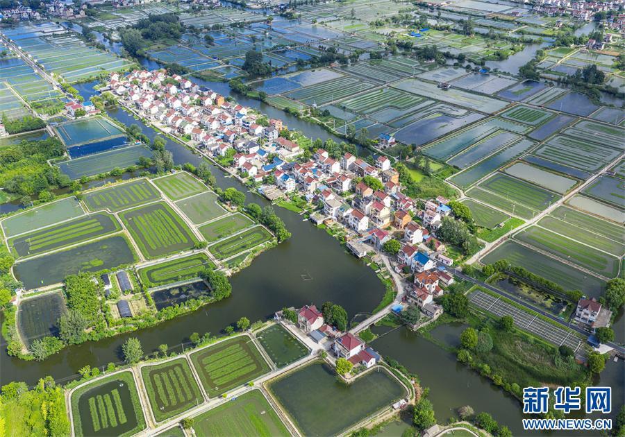 安徽当涂:夏日水乡新画卷 安徽当涂:夏日水乡新画卷