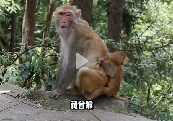 “四川峨眉山发生人猴大战，游客坠崖，猴王被射杀”是谣言，AI生成痕迹很重