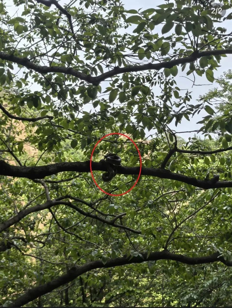 “蛇出没!”山东一医院已接诊60余例,进入高发期!这些种类有毒 “蛇出没!”山东一医院已接诊60余例,进入高发期!这些种类有毒