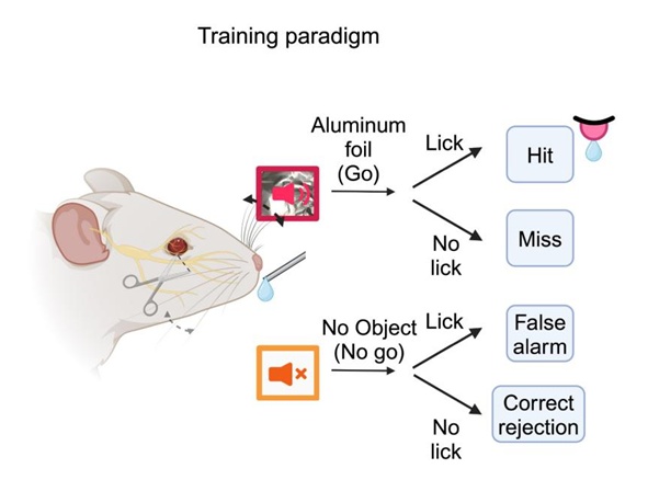 老鼠的胡须不仅能“摸”,还能用来“听”? 老鼠的胡须不仅能“摸”,还能用来“听”?