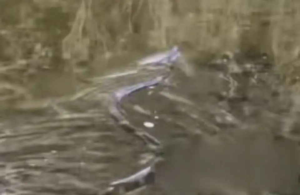 “蛇出没!”山东一医院已接诊60余例,进入高发期!这些种类有毒 “蛇出没!”山东一医院已接诊60余例,进入高发期!这些种类有毒