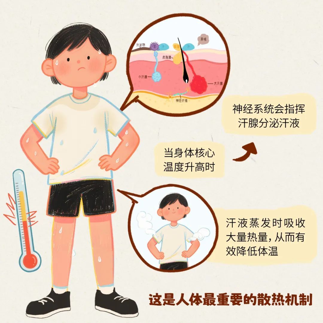 一热就出汗 VS 热死不出汗，哪种更健康？