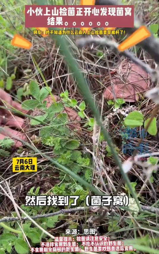 小伙上山采野生菌被毒蛇咬伤，紧急就医抢回一命