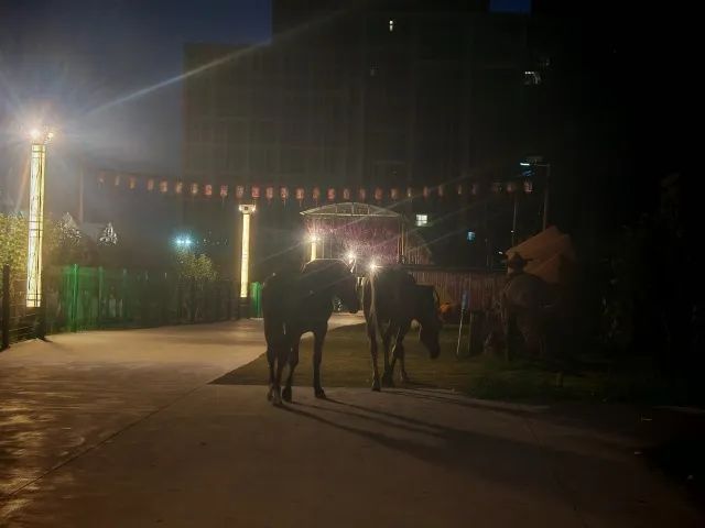 凌晨4点，杭州街头离奇一幕！有人开车“遛马”？