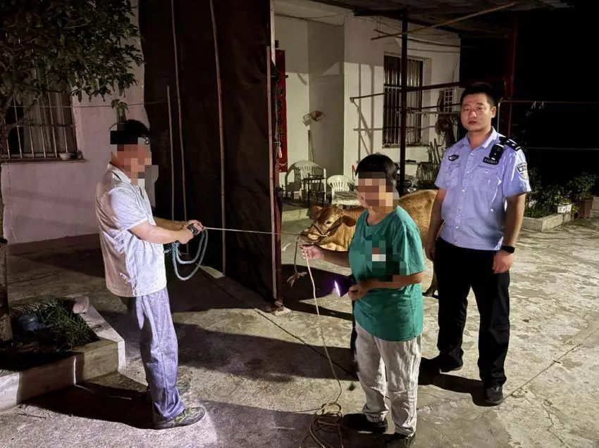 牛犊喝着水溜跑了 看民警怎么把它带回家 牛犊喝着水溜跑了 看民警怎么把它带回家