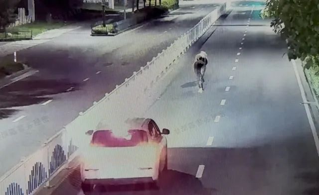 凌晨4点，杭州街头离奇一幕！有人开车“遛马”？