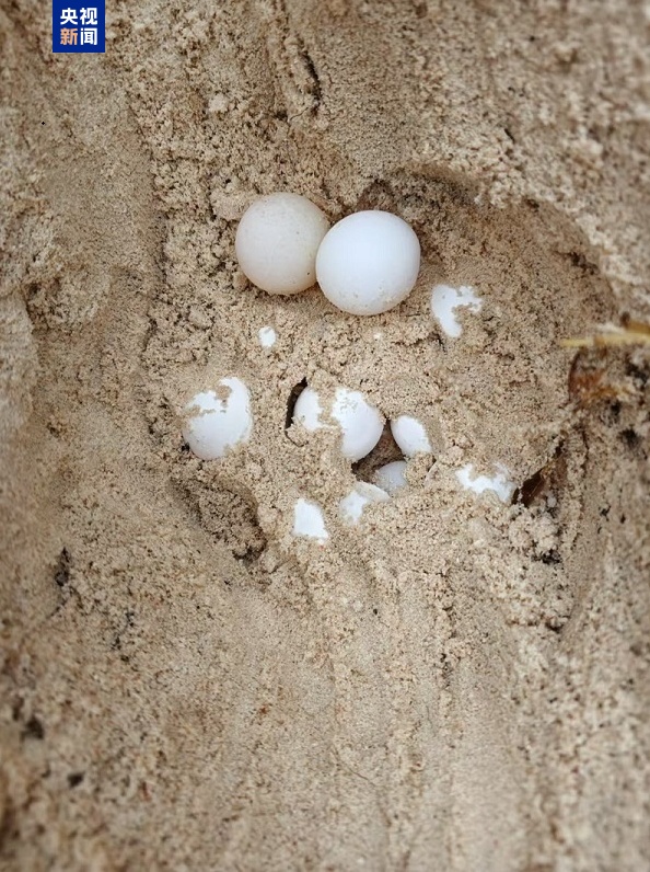珍贵画面!南沙首次发现绿海龟产卵场 珍贵画面!南沙首次发现绿海龟产卵场