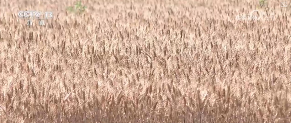 2994.8亿斤、375.6公斤……“数”里行间多维度观察夏粮稳产丰收 2994.8亿斤、375.6公斤……“数”里行间多维度观察夏粮稳产丰收