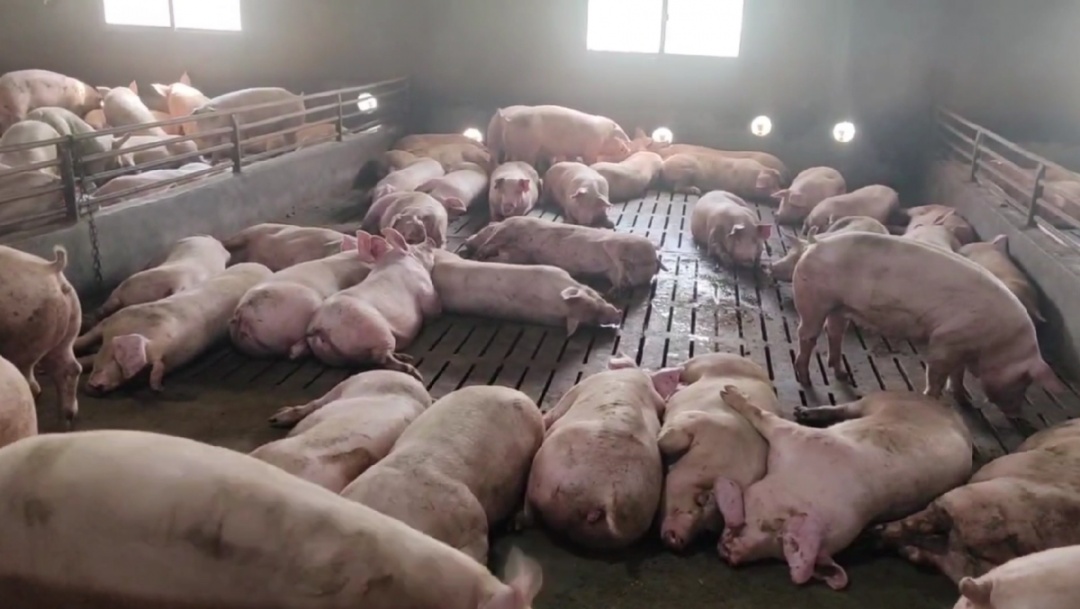 广西3700头猪这一幕太心酸,负责人:报警! 广西3700头猪这一幕太心酸,负责人:报警!