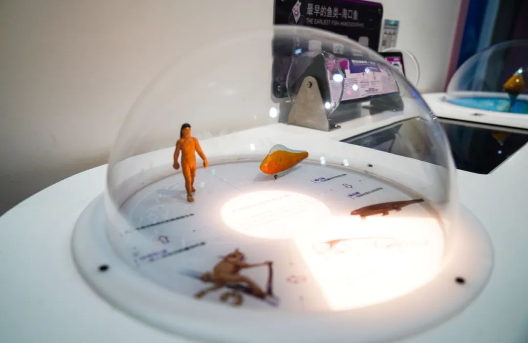 展项拾趣 | 世界上第一条鱼，竟然只有拇指那么大？