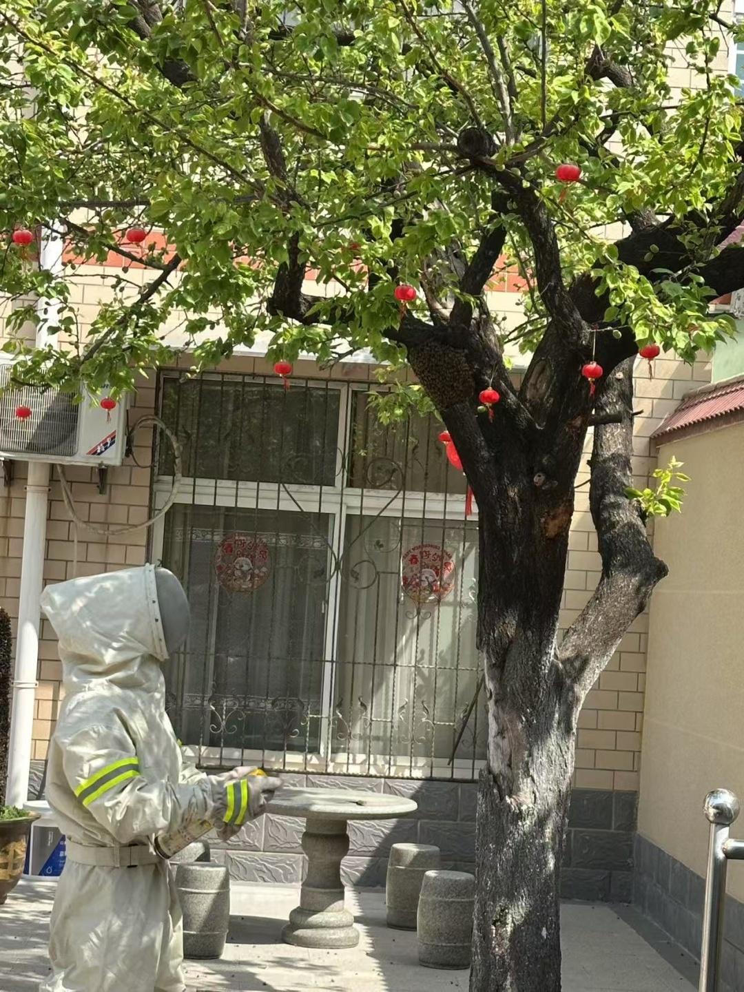 头皮发麻！院里来了个“霸道邻居”，居民都不敢开门，现在正是活跃期……