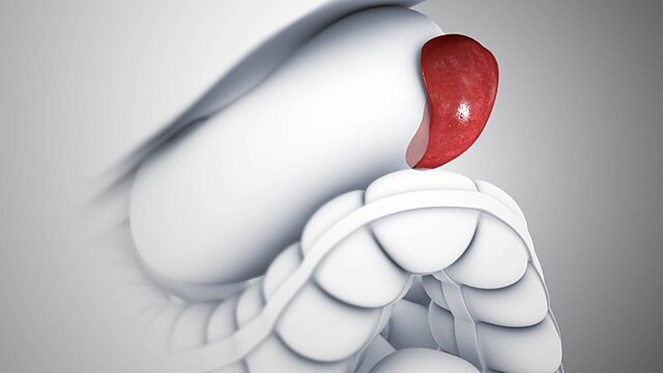 再生黑科技！脾脏居然能“再造”肝胰，未来或成器官再生工厂！