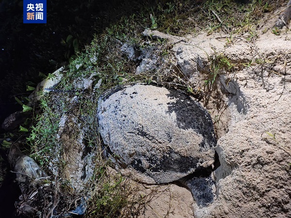 珍贵画面!南沙首次发现绿海龟产卵场 珍贵画面!南沙首次发现绿海龟产卵场