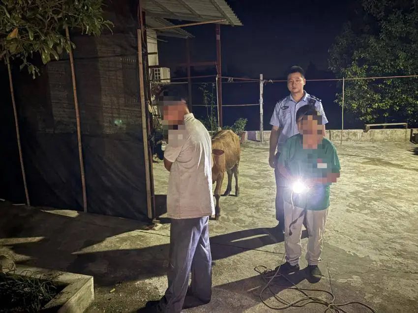 牛犊喝着水溜跑了 看民警怎么把它带回家 牛犊喝着水溜跑了 看民警怎么把它带回家