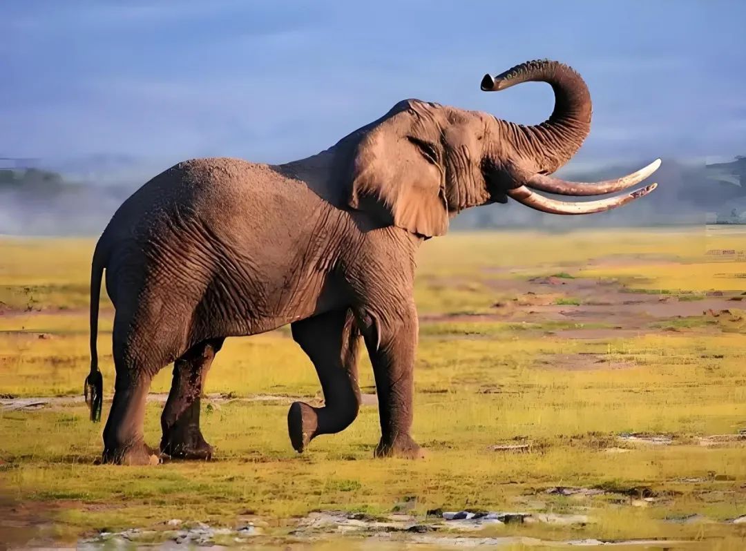 100000年前,清凉山西曾是热带雨林?! 100000年前,清凉山西曾是热带雨林?!