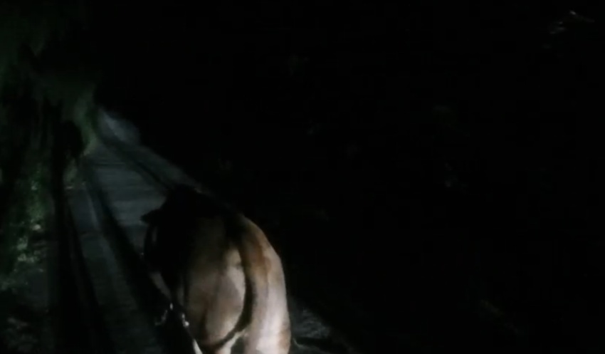 牛犊喝着水溜跑了 看民警怎么把它带回家 牛犊喝着水溜跑了 看民警怎么把它带回家