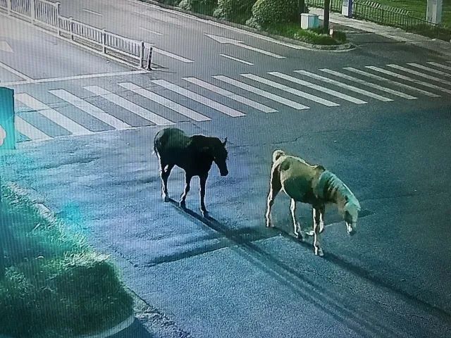 凌晨4点，杭州街头离奇一幕！有人开车“遛马”？
