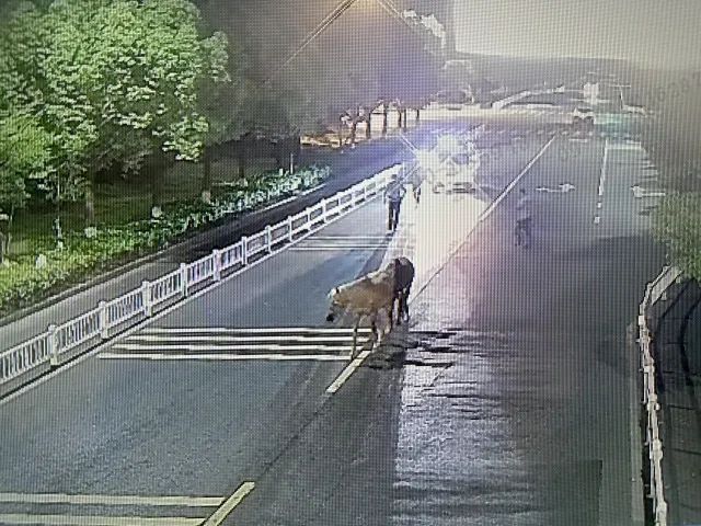 凌晨4点，杭州街头离奇一幕！有人开车“遛马”？