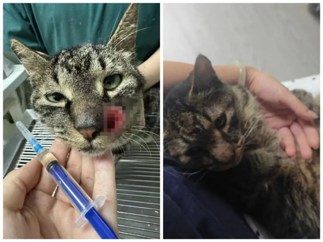狸花猫嘴被射穿一月后，上海复兴公园又一猫双眼被射！律师：虐猫行为存法律空白