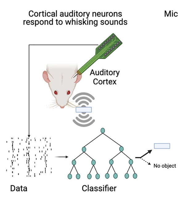 老鼠的胡须不仅能“摸”,还能用来“听”? 老鼠的胡须不仅能“摸”,还能用来“听”?