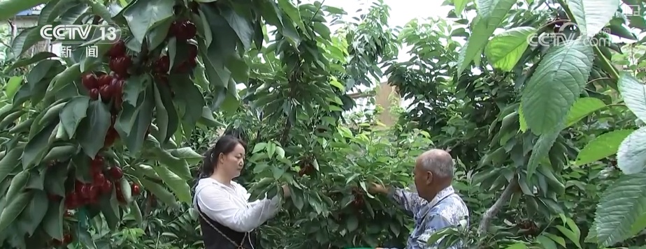 科技“锁鲜”赋能抢“鲜”生意竞速跑 天山脚下美味成百姓餐桌上“常客”