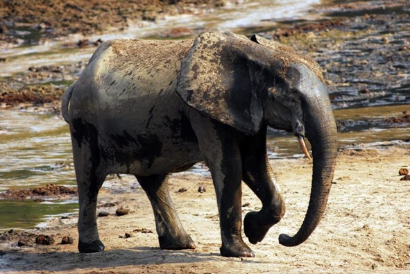 老鼠的胡须不仅能“摸”,还能用来“听”? 老鼠的胡须不仅能“摸”,还能用来“听”?