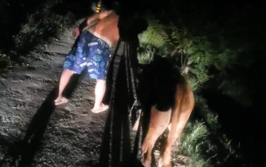 牛犊喝着水溜跑了 看民警怎么把它带回家 牛犊喝着水溜跑了 看民警怎么把它带回家