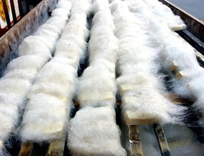 "长毛"咳血？这种真菌感染很危险！夏季高发→