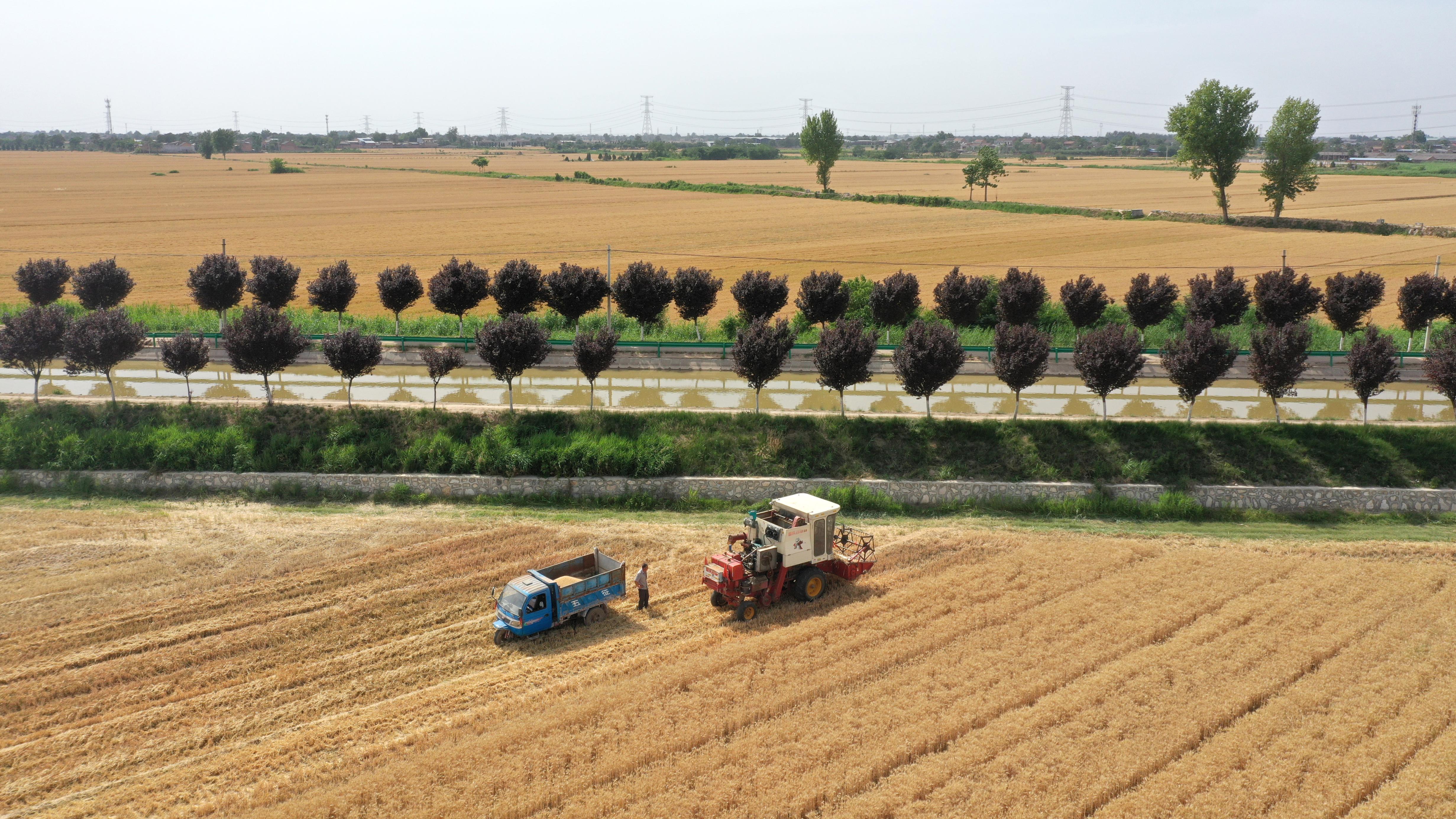 面对干旱,夏粮何以稳产丰收 面对干旱,夏粮何以稳产丰收
