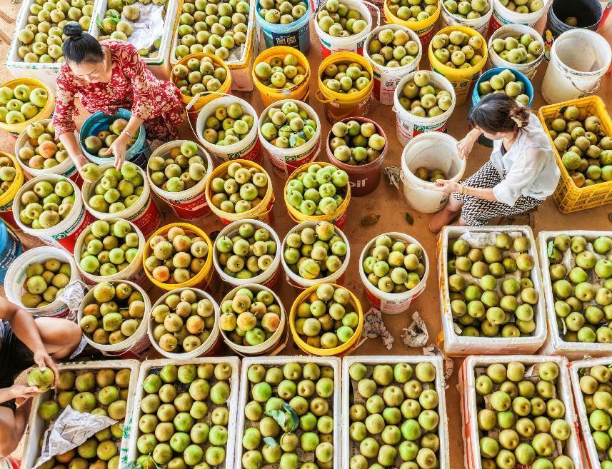 湖南永州：时令水果扎堆上新 “果篮子”催生“甜蜜经济”