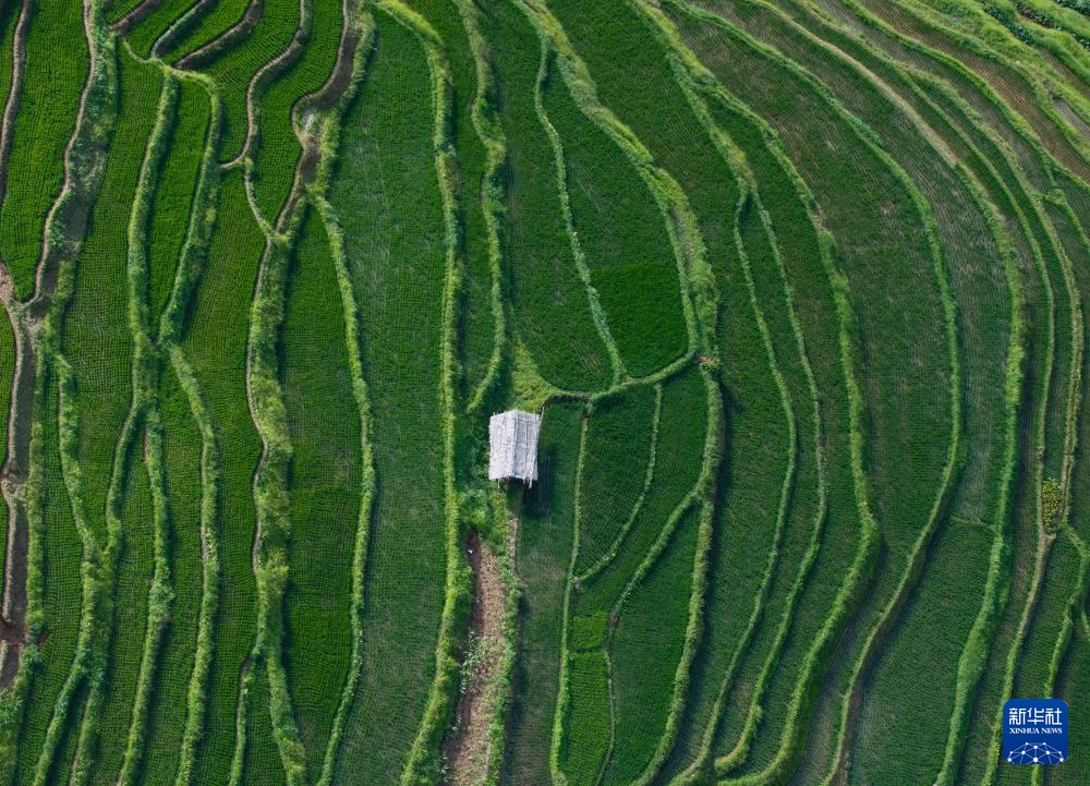 四川安宁河谷：夏日田园美如画