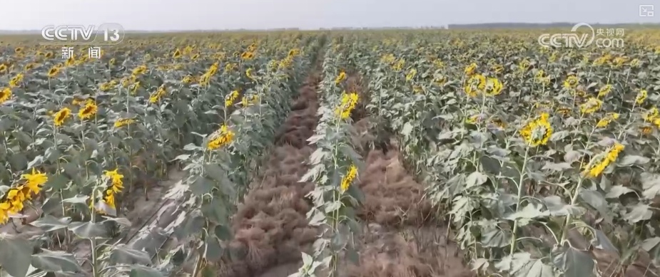 沙漠套种藏着科学种植智慧 怒放向日葵与成熟孜然共绘丰收画卷