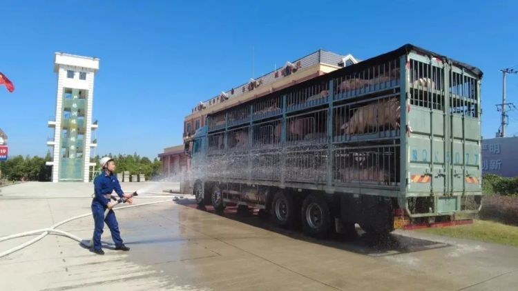 “救救我的猪！”价值30万元的猪集体中暑相继瘫软