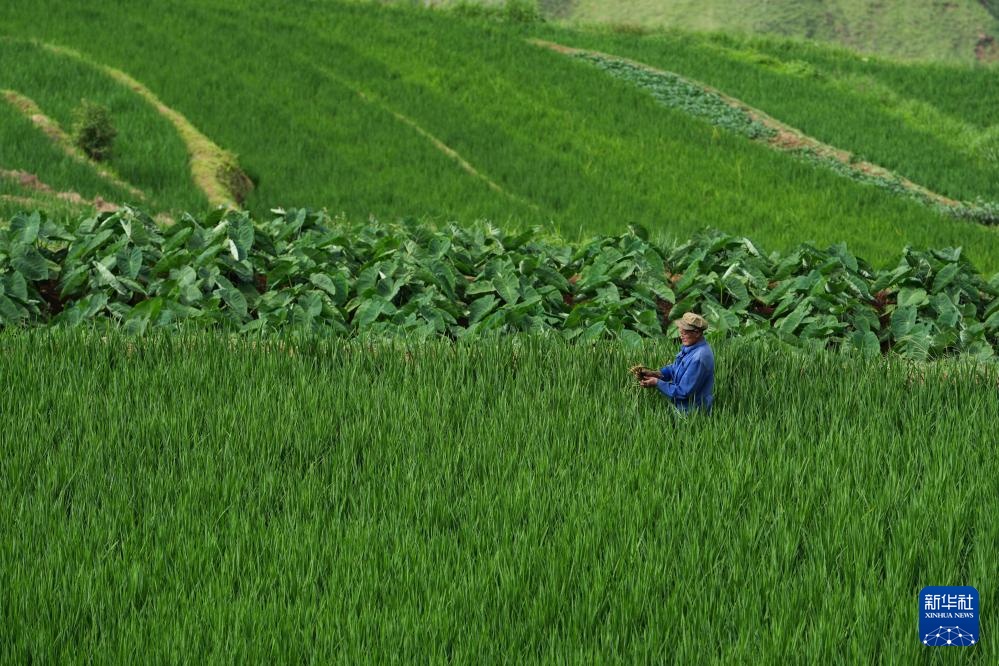 四川安宁河谷：夏日田园美如画