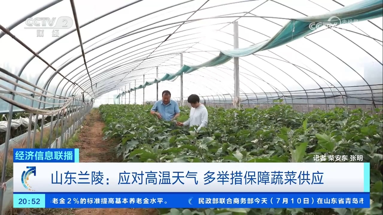 夜间采收+预冷运输 山东兰陵多举措保障蔬菜供应 夜间采收+预冷运输 山东兰陵多举措保障蔬菜供应