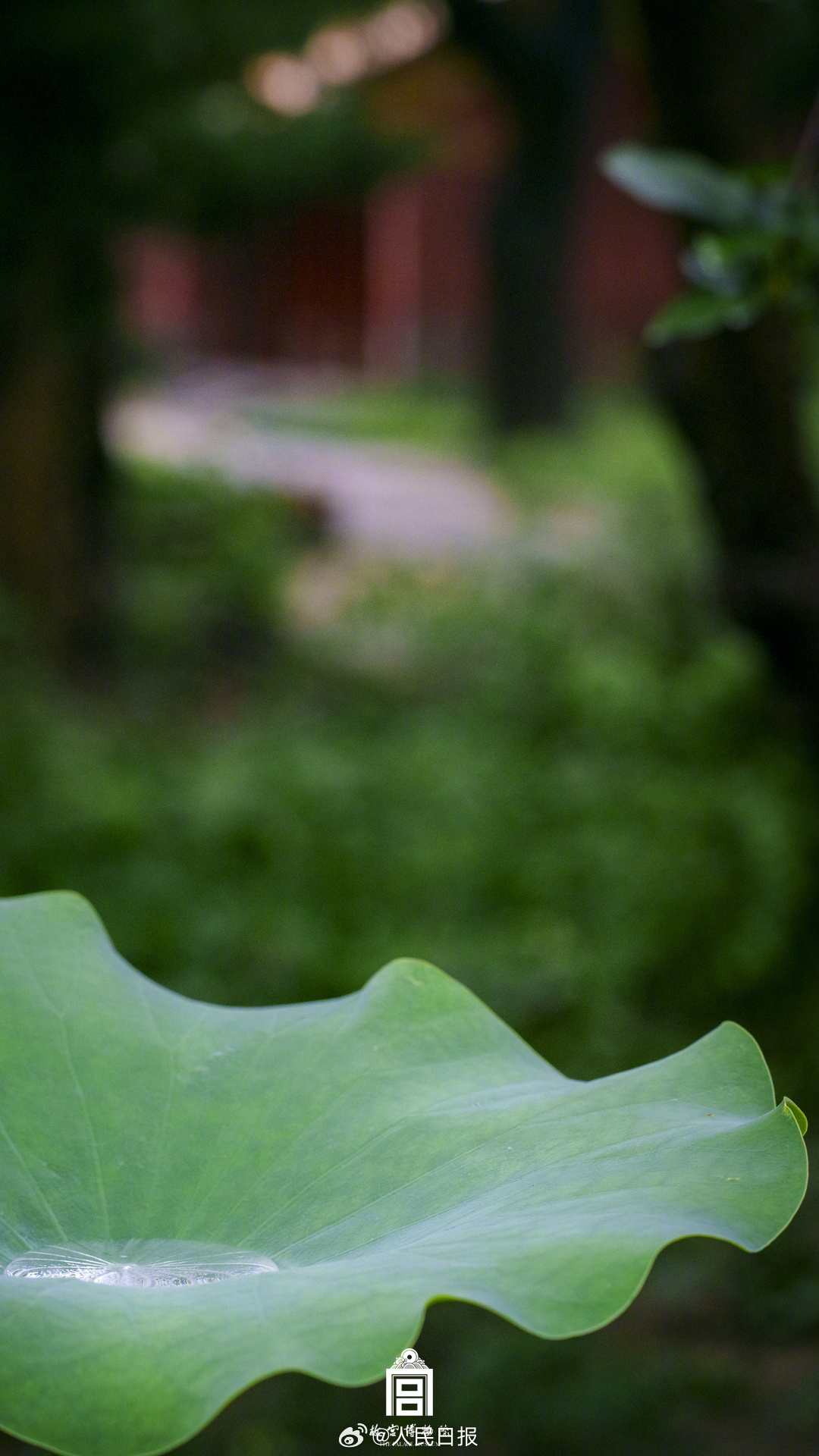 夏日故宫雨后限定美景