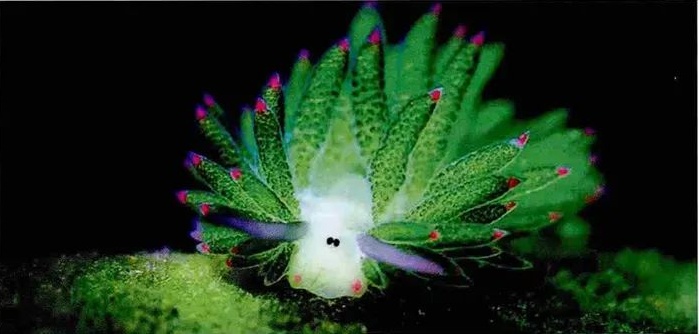 把叶绿体“偷”到自己体内，这些动物晒太阳就能活！太太太爽了