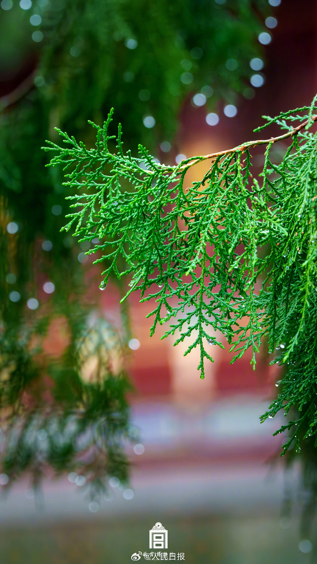 夏日故宫雨后限定美景