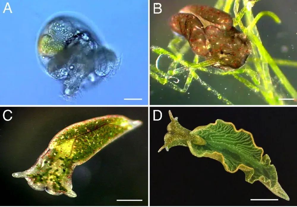 把叶绿体“偷”到自己体内，这些动物晒太阳就能活！太太太爽了