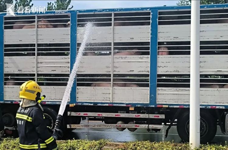 “救救我的猪！”价值30万元的猪集体中暑相继瘫软