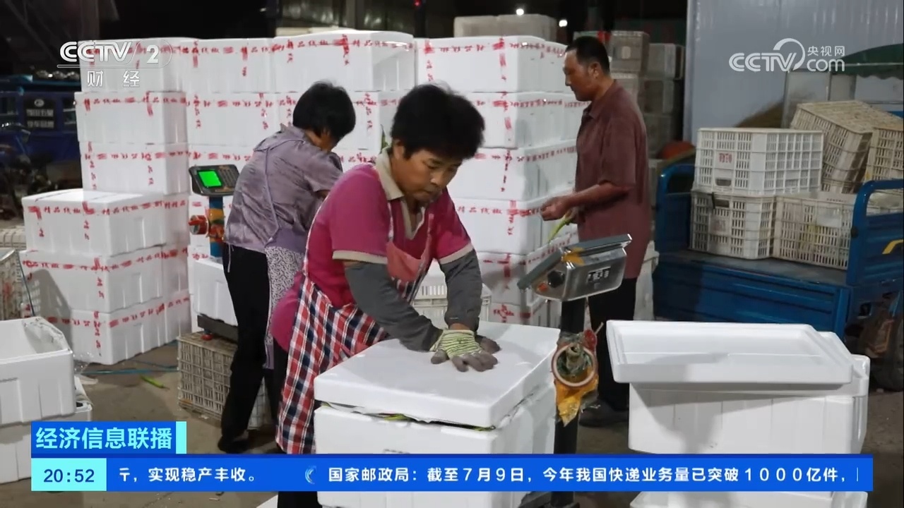 夜间采收+预冷运输 山东兰陵多举措保障蔬菜供应 夜间采收+预冷运输 山东兰陵多举措保障蔬菜供应