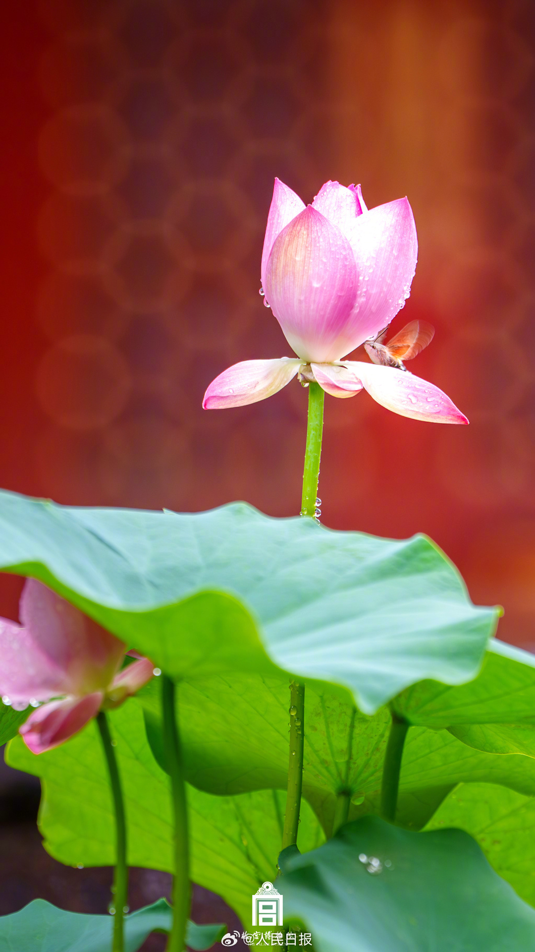 夏日故宫雨后限定美景