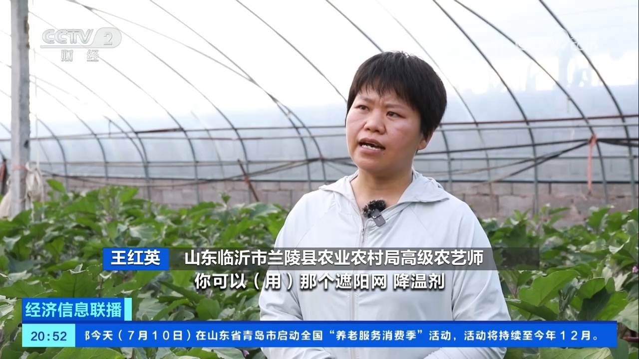 夜间采收+预冷运输 山东兰陵多举措保障蔬菜供应 夜间采收+预冷运输 山东兰陵多举措保障蔬菜供应