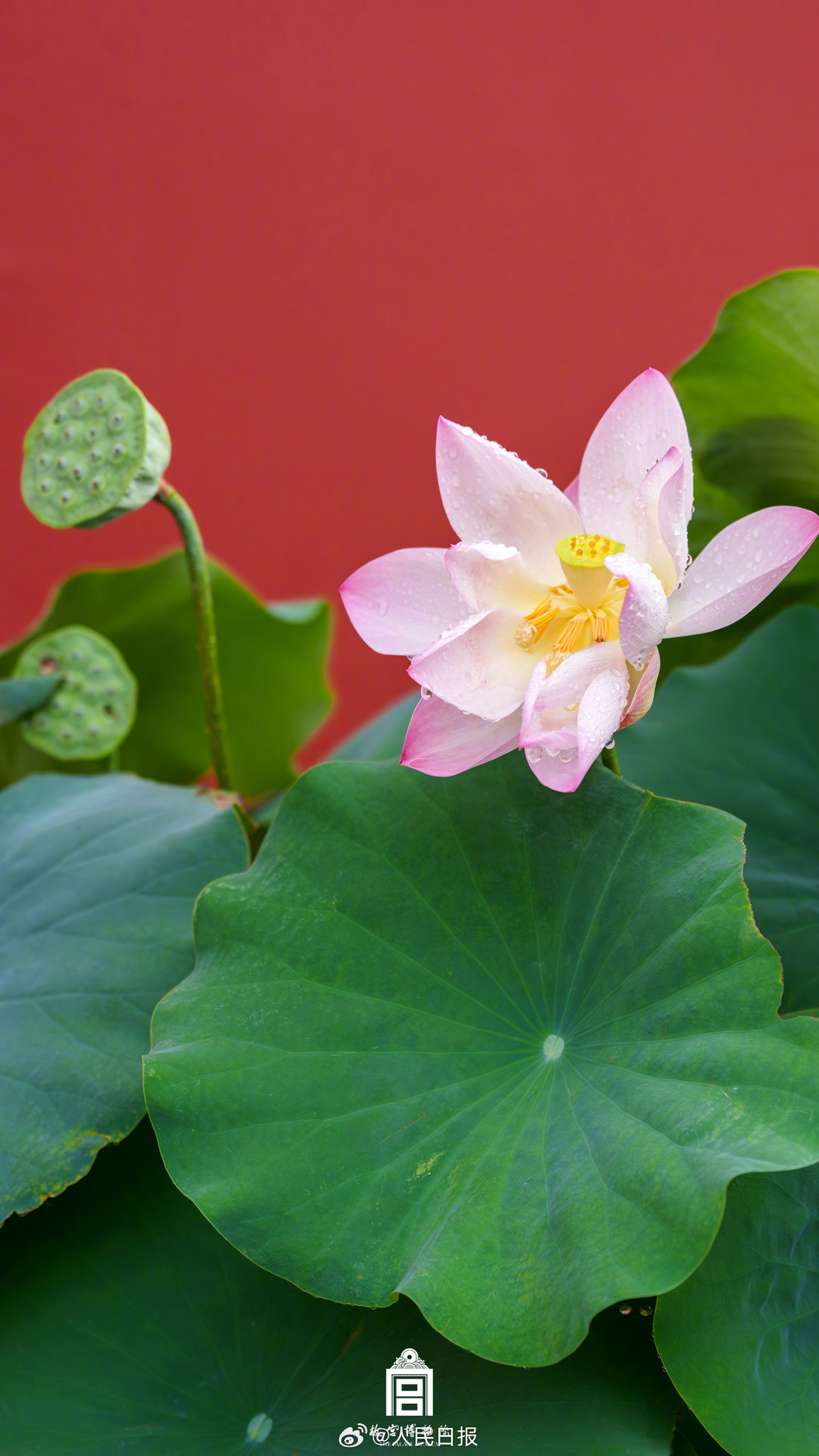 夏日故宫雨后限定美景