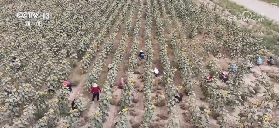 沙漠套种藏着科学种植智慧 怒放向日葵与成熟孜然共绘丰收画卷